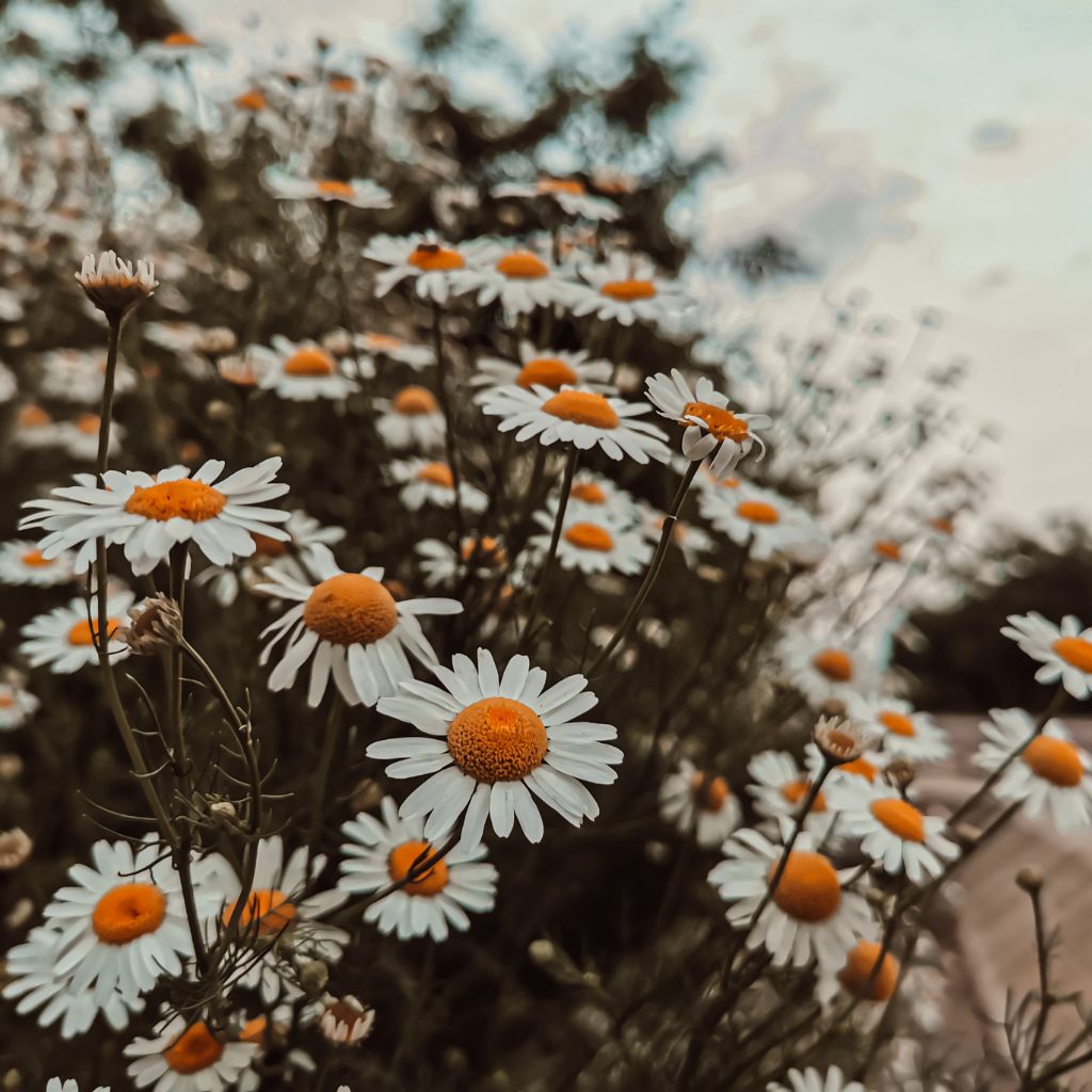 ốp điện thoại oppo a12